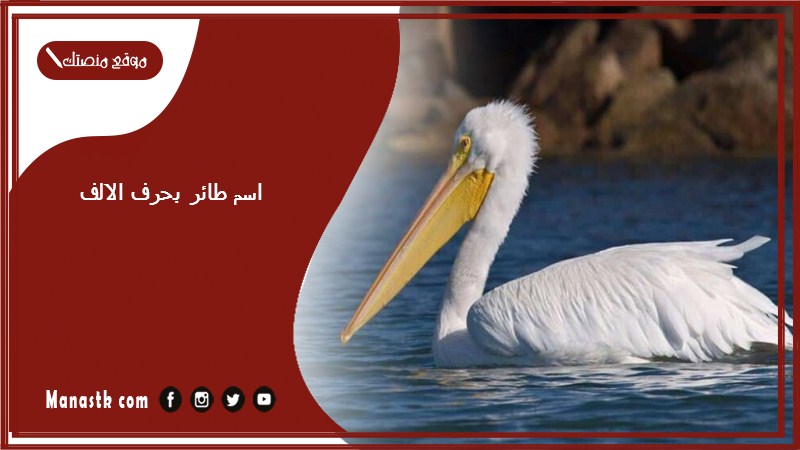 اسم طائر بحرف الالف