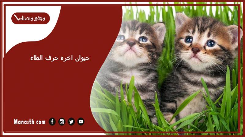 حيوان اخره حرف الطاء