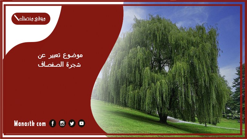 موضوع تعبير عن شجرة الصفصاف