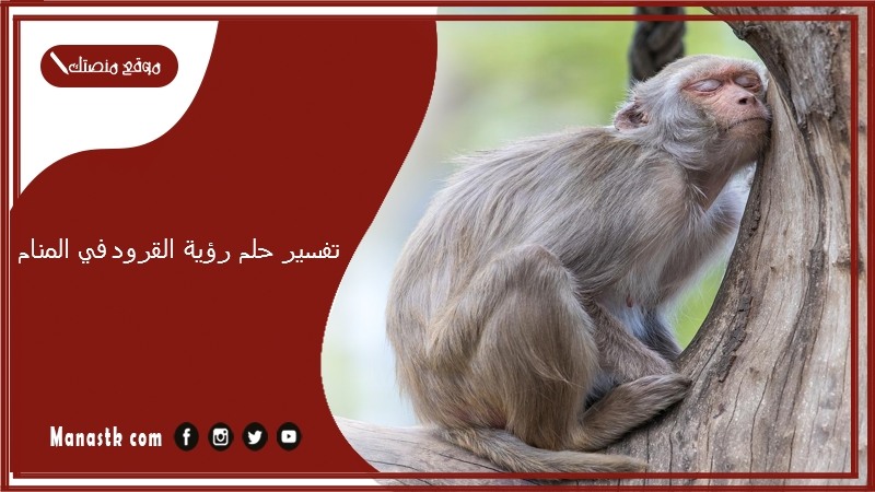 تفسير حلم رؤية القرود في المنام