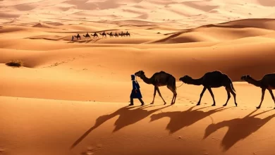 الزايدي وش يرجع أصل الزايدي من أي قبيلة