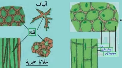 بحث إحياء عن خلايا النبات وأنسجته