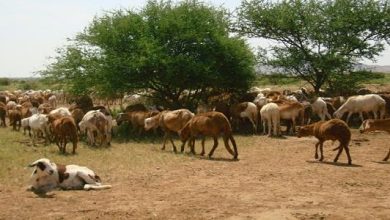 بحث عن الإنتاج الحيواني في الوطن العربي