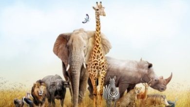 أسئلة صعبة عن الحيوانات