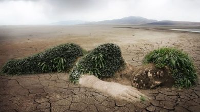 أضرار التلوث على النباتات