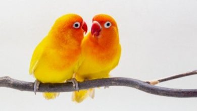 اسماء عصافير الحب مميزة