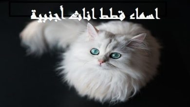 اسماء قطط اناث اجنبية