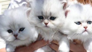 اسماء قطط اناث عربية