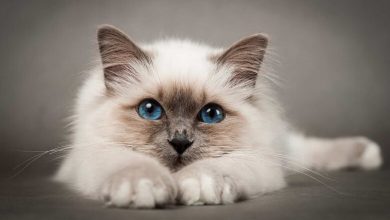 اسماء قطط اناث عربية