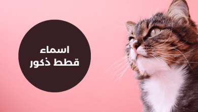 اسماء قطط ذكور عربية مضحكة