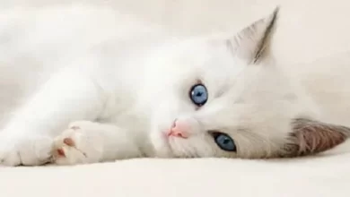 اسماء قطط عربية مميزة