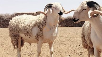 الأضحية مقطوعة القرن