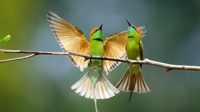 الأملاح المعدنية للطيور