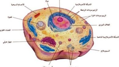 الخلية
