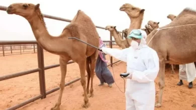 ترقيم الإبل