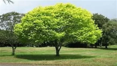 تفسير الأشجار في المنام