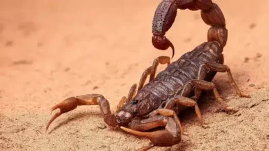 تفسير العقرب في الحلم