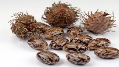 حبة الملوك