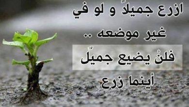 حكم قصيرة