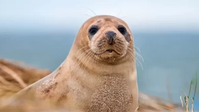رؤية الفقمة في المنام