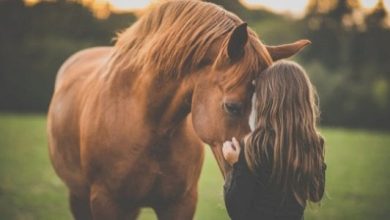 عبارات عن حب الخيل