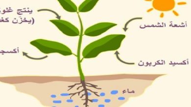 عملية صنع الغذاء في النبات ووظيفة الجذور فيها
