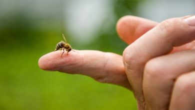 فوائد العلاج بسم النحل