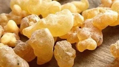 فوائد اللبان الدكر
