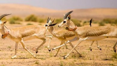 ما الفرق بين الريم والمها ومعلومات عنهما