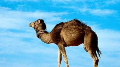 من أين خلقت الإبل