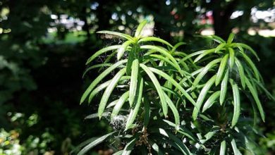 نباتات المناخ القاري