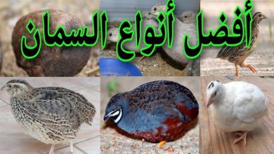 أفضل أنواع السمان