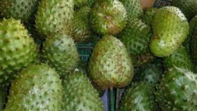 أين توجد ثمرة غوانابانا