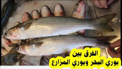 سمك البوري البحري