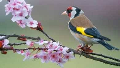طائر الحسون